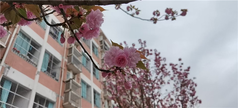 1617164521926354.jpg 0B5C31A454EC29DDABC91B72B5D11903.jpg