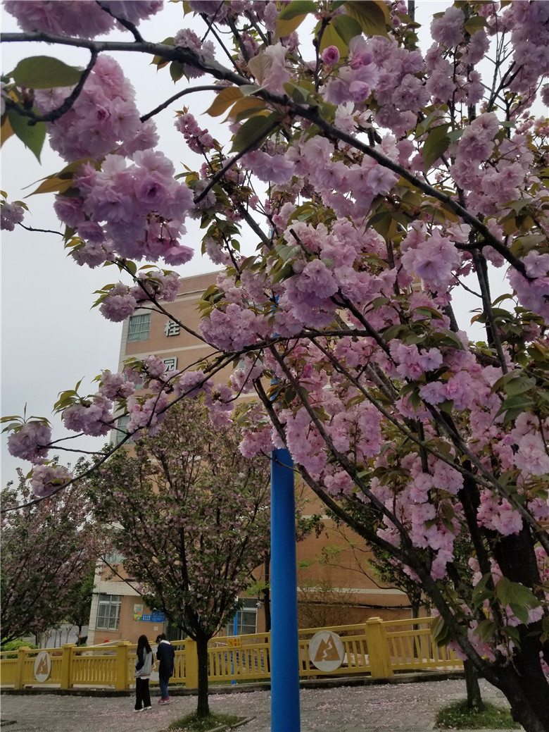 1619225652369294.jpg 0 (8).jpg