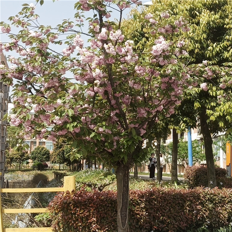 1619226171305852.jpg IMG_20210328_111524.jpg